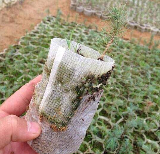 育苗袋