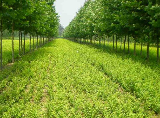 园林绿化苗木